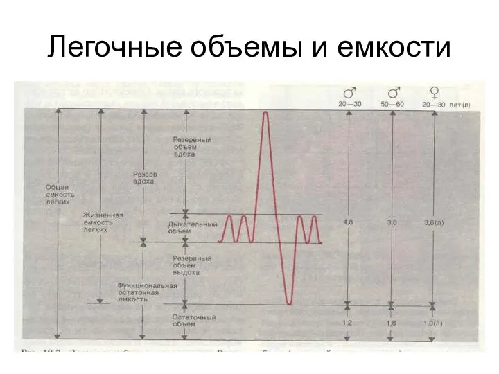 Легочные объемы и емкости