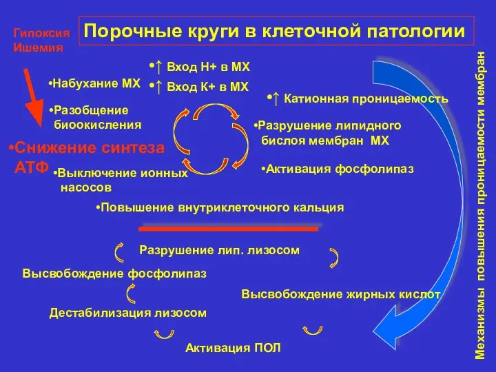 Порочные круги в клеточной патологии ↑ Вход Н+ в МХ ↑