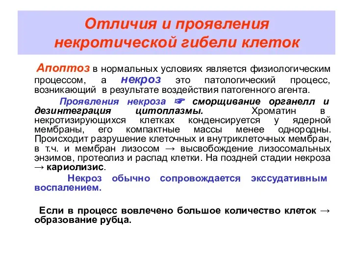 Отличия и проявления некротической гибели клеток Апоптоз в нормальных условиях является