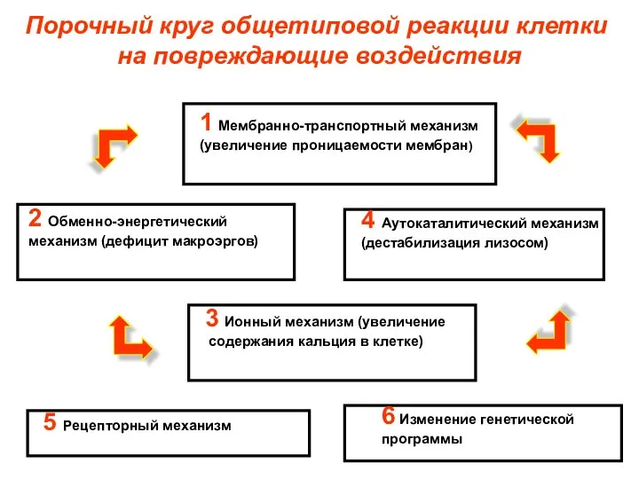 Порочный круг общетиповой реакции клетки на повреждающие воздействия 1 Мембранно-транспортный механизм