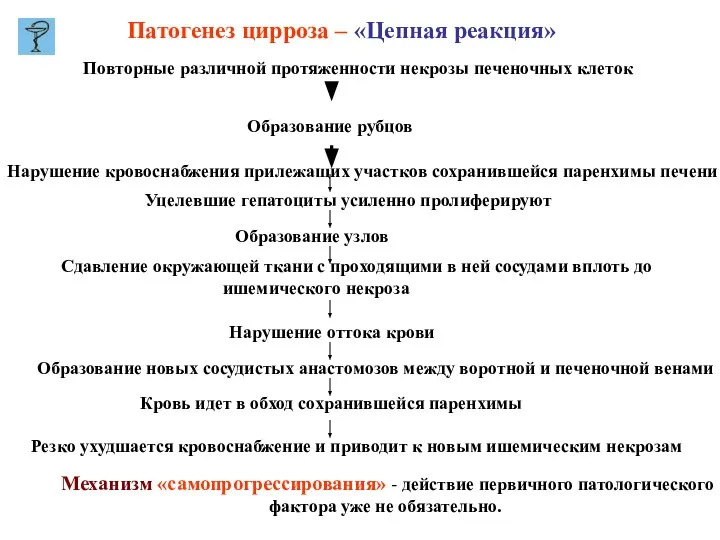 Патогенез цирроза – «Цепная реакция» Повторные различной протяженности некрозы печеночных клеток