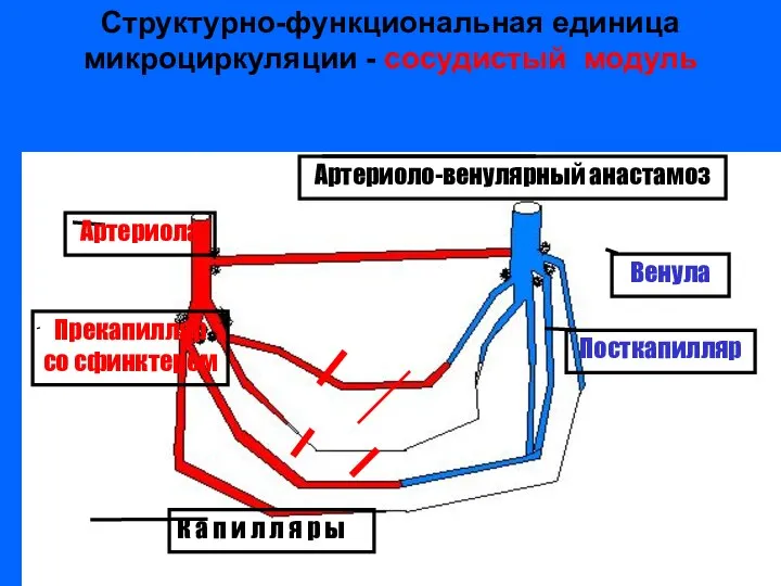 Артериола Венула Прекапилляр со сфинктером К а п и л л