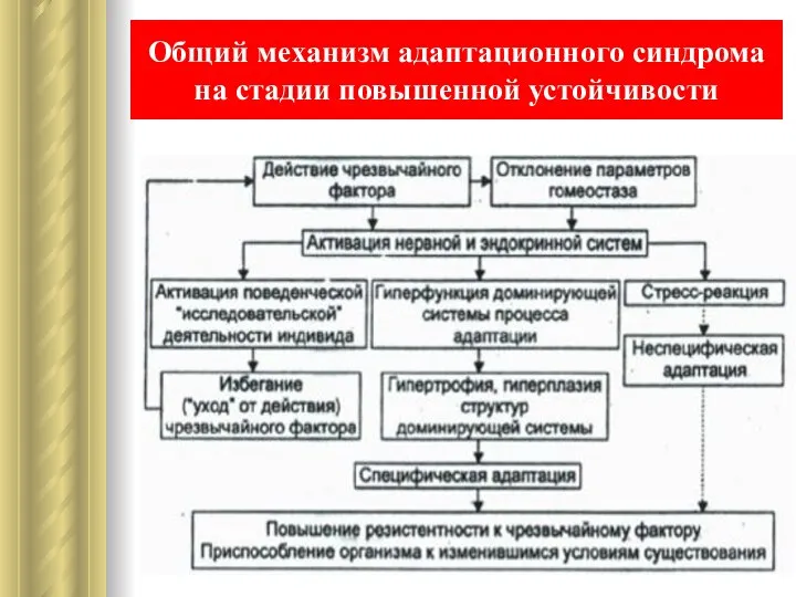 Общий механизм адаптационного синдрома на стадии повышенной устойчивости