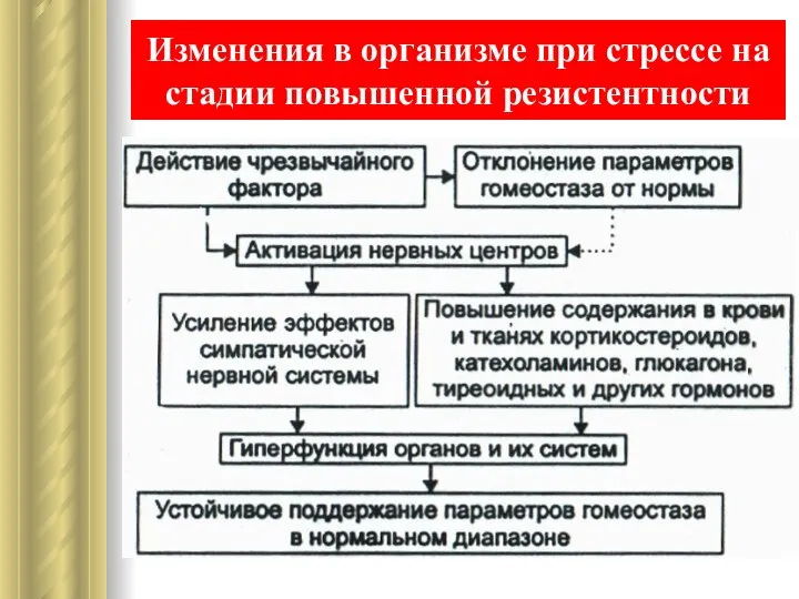 Изменения в организме при стрессе на стадии повышенной резистентности