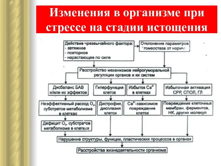 Изменения в организме при стрессе на стадии истощения