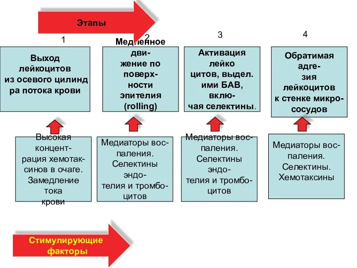 Выход лейкоцитов из осевого цилинд ра потока крови Медиаторы вос- паления.