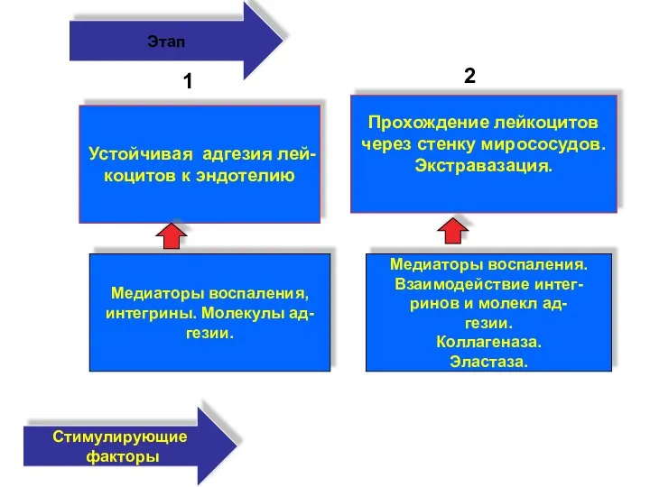 Прохождение лейкоцитов через стенку мирососудов. Экстравазация. Медиаторы воспаления. Взаимодействие интег- ринов