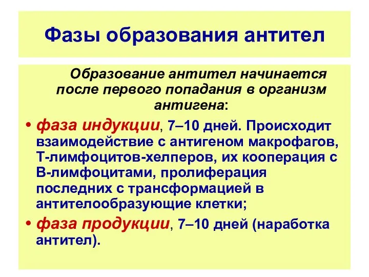 Фазы образования антител Образование антител начинается после первого попадания в организм