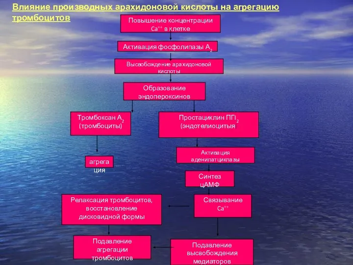 Повышение концентрации Ca++ в клетке Активация фосфолипазы А2 Релаксация тромбоцитов, восстановление