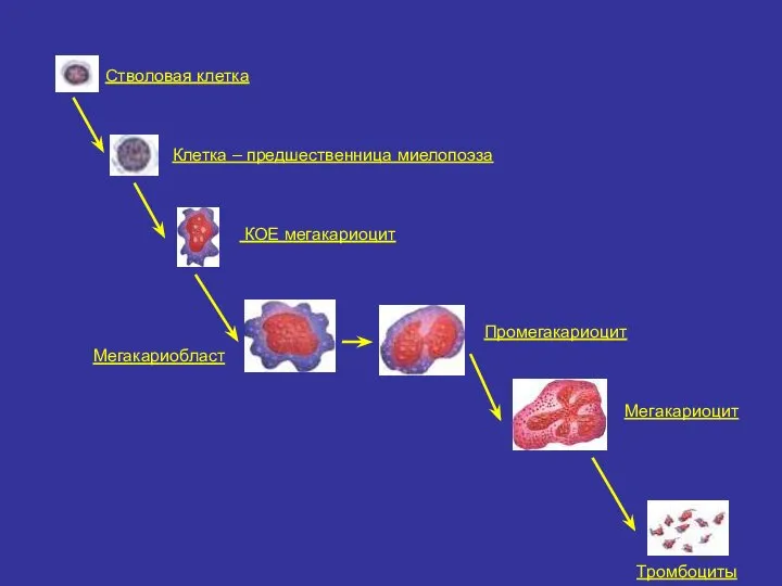 Стволовая клетка Клетка – предшественница миелопоэза КОЕ мегакариоцит Мегакариобласт Промегакариоцит Мегакариоцит Тромбоциты