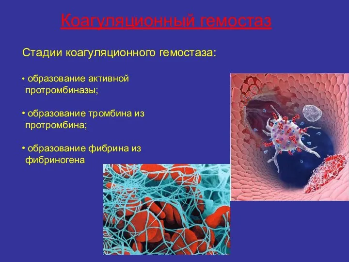 Коагуляционный гемостаз Стадии коагуляционного гемостаза: образование активной протромбиназы; образование тромбина из протромбина; образование фибрина из фибриногена