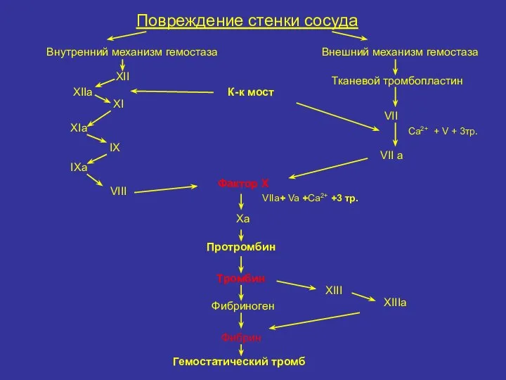 Повреждение стенки сосуда Внутренний механизм гемостаза XII XIIa XI XIa IX