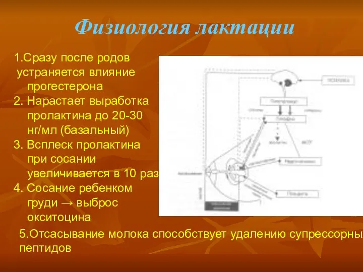 Физиология лактации Прогестерон 5.Отсасывание молока способствует удалению супрессорных пептидов 1.Сразу после