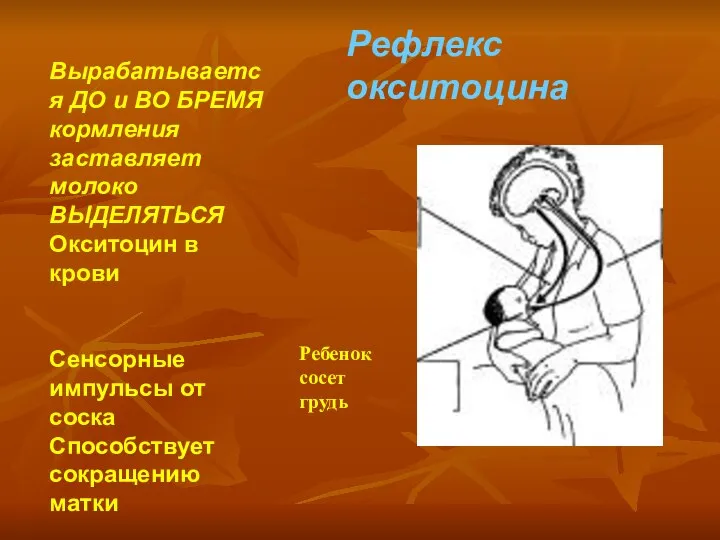 Рефлекс окситоцина Вырабатывается ДО и ВО БРЕМЯ кормления заставляет молоко ВЫДЕЛЯТЬСЯ