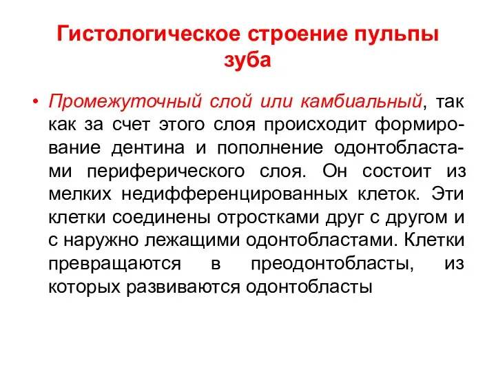 Гистологическое строение пульпы зуба Промежуточный слой или камбиальный, так как за