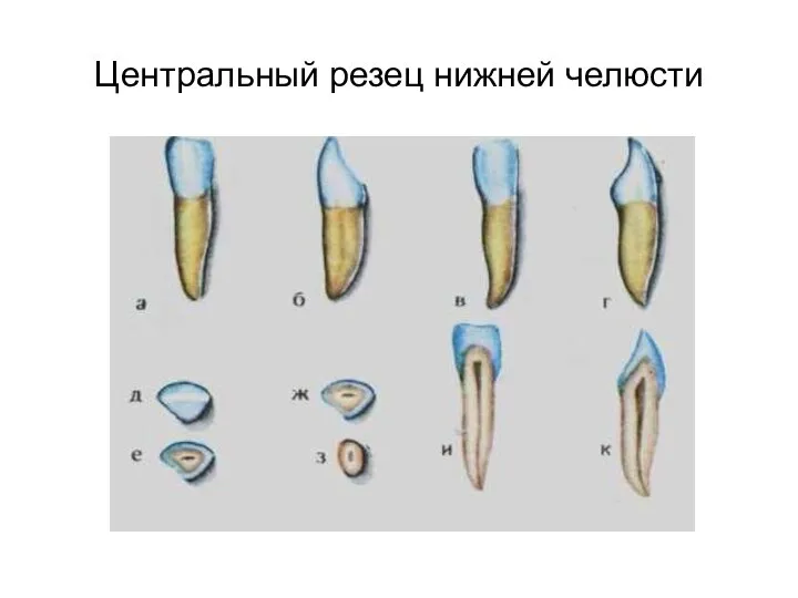 Центральный резец нижней челюсти