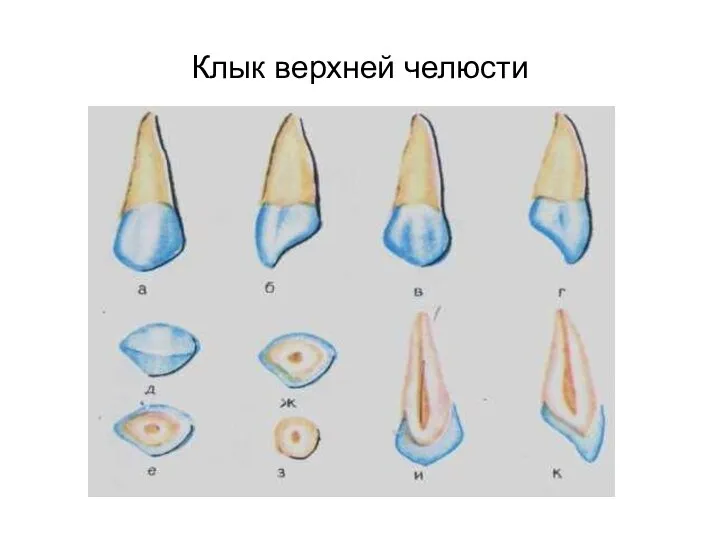 Клык верхней челюсти