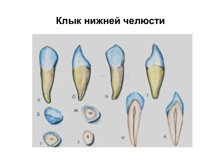 Клык нижней челюсти