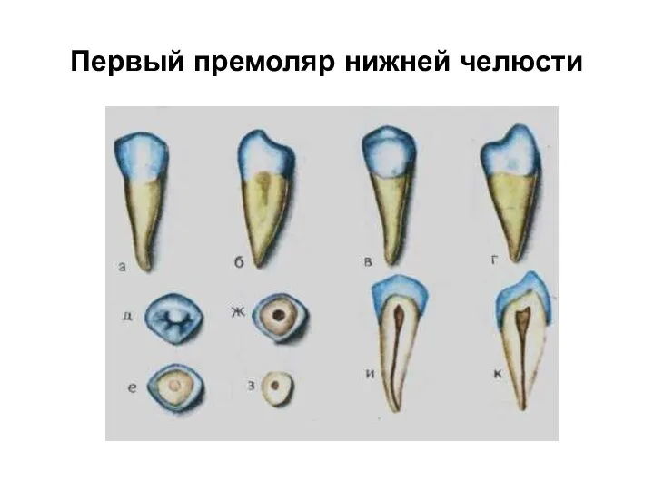 Первый премоляр нижней челюсти