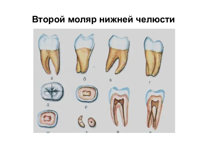 Второй моляр нижней челюсти