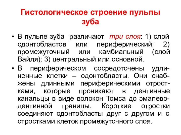 Гистологическое строение пульпы зуба В пульпе зуба различают три слоя: 1)