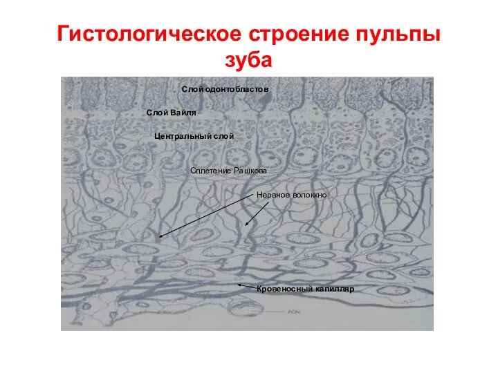 Гистологическое строение пульпы зуба Слой одонтобластов Слой Вайля Центральный слой Сплетение Рашкова Нервное волоккно Кровеносный капилляр