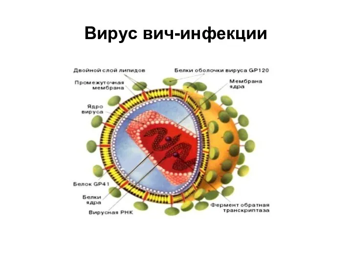Вирус вич-инфекции