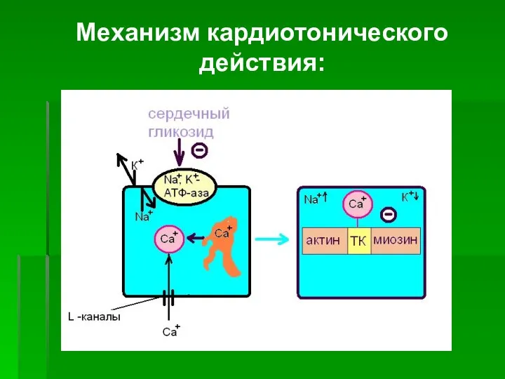 Механизм кардиотонического действия: