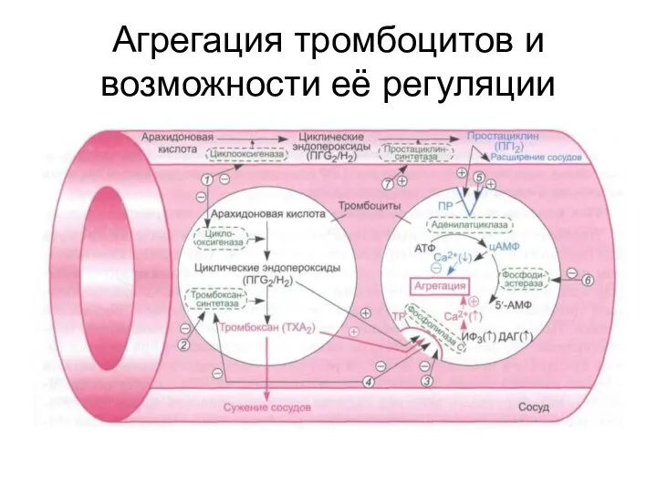 Агрегация тромбоцитов и возможности её регуляции