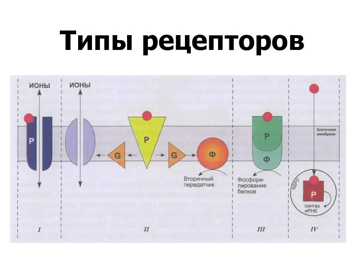 Типы рецепторов