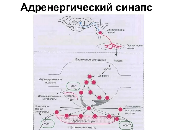 Адренергический синапс