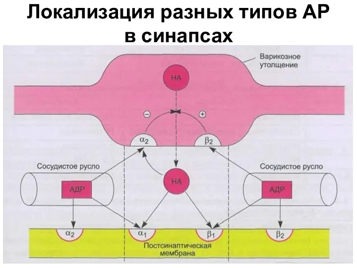 Локализация разных типов АР в синапсах