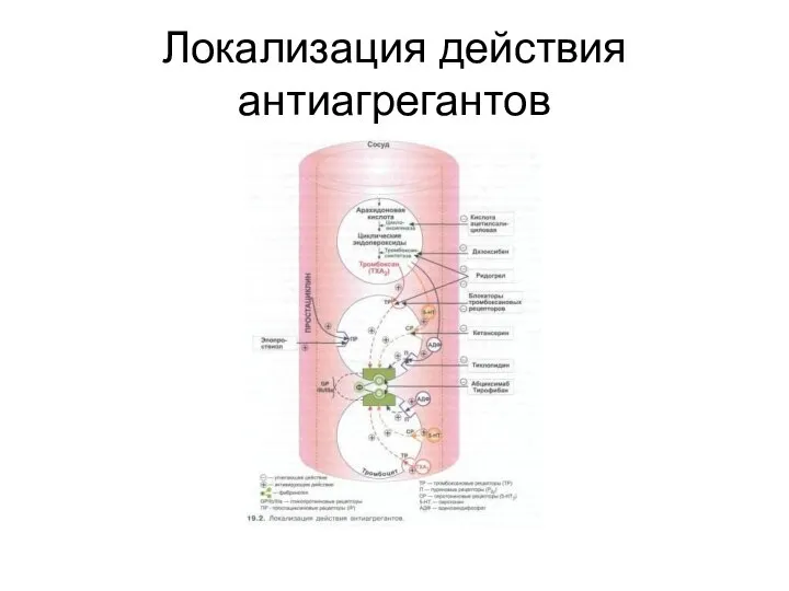 Локализация действия антиагрегантов