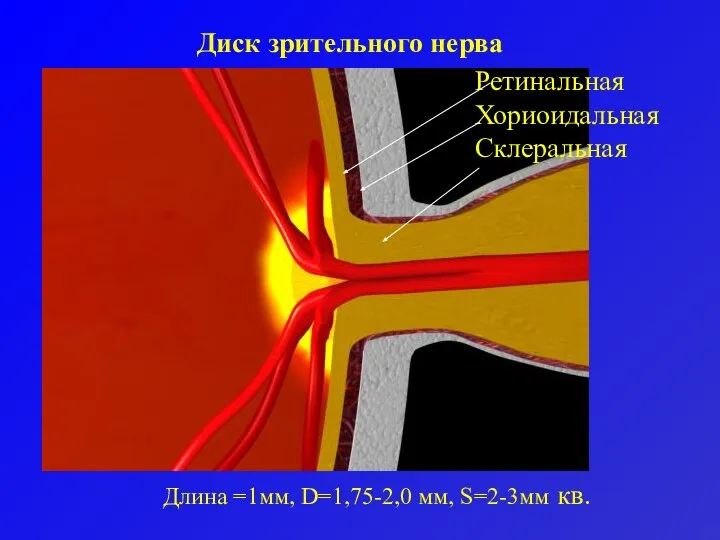 Диск зрительного нерва Длина =1мм, D=1,75-2,0 мм, S=2-3мм кв. Ретинальная Хориоидальная Склеральная