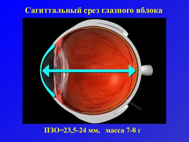 Сагиттальный срез глазного яблока ПЗО=23,5-24 мм, масса 7-8 г