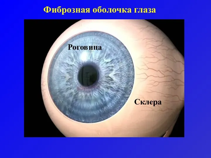 Фиброзная оболочка глаза Роговица Склера