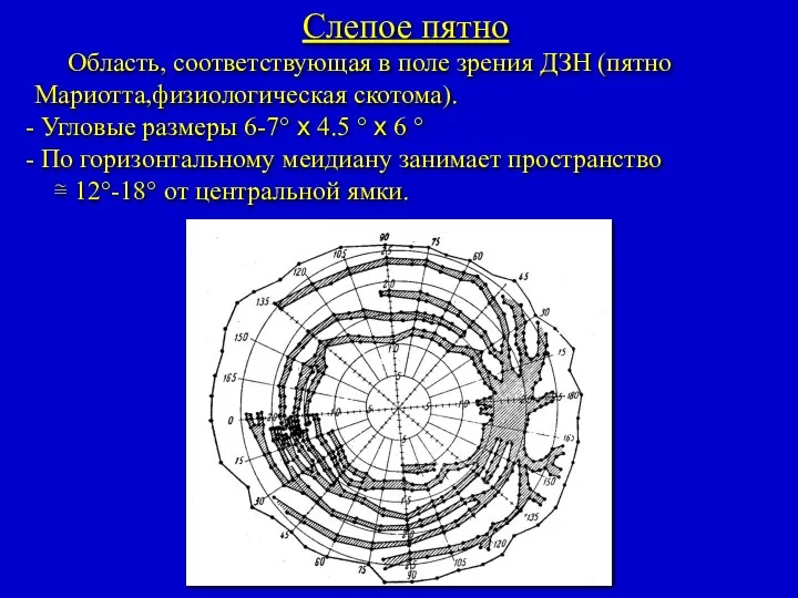 Слепое пятно Область, соответствующая в поле зрения ДЗН (пятно Мариотта,физиологическая скотома).