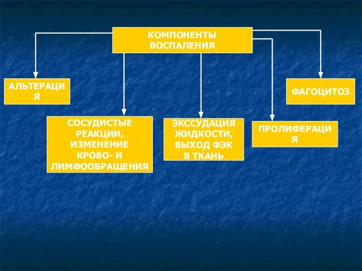 АЛЬТЕРАЦИЯ КОМПОНЕНТЫ ВОСПАЛЕНИЯ СОСУДИСТЫЕ РЕАКЦИИ, ИЗМЕНЕНИЕ КРОВО- И ЛИМФООБРАЩЕНИЯ ЭКССУДАЦИЯ ЖИДКОСТИ,