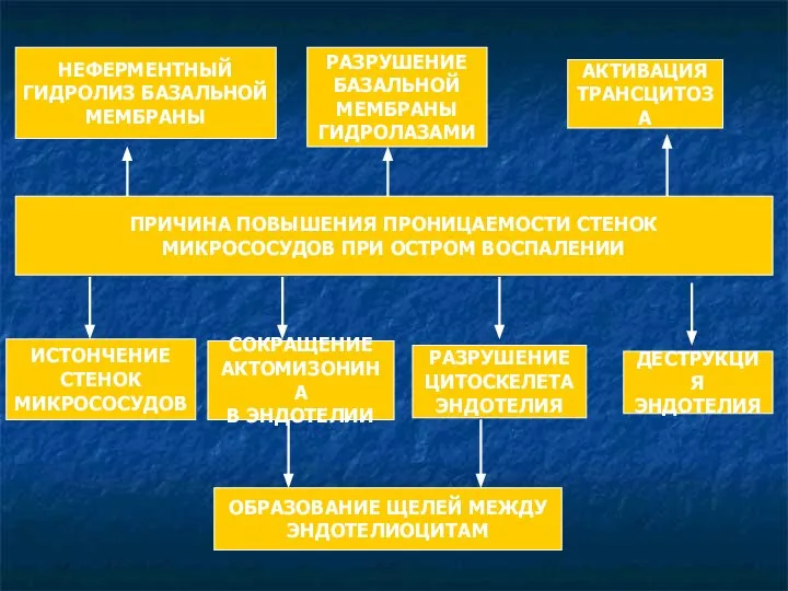 НЕФЕРМЕНТНЫЙ ГИДРОЛИЗ БАЗАЛЬНОЙ МЕМБРАНЫ РАЗРУШЕНИЕ БАЗАЛЬНОЙ МЕМБРАНЫ ГИДРОЛАЗАМИ АКТИВАЦИЯ ТРАНСЦИТОЗА ПРИЧИНА