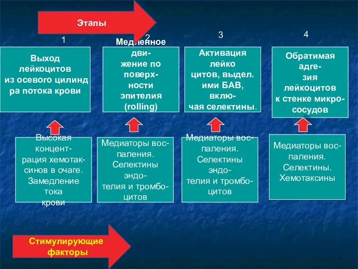 Выход лейкоцитов из осевого цилинд ра потока крови Медиаторы вос- паления.