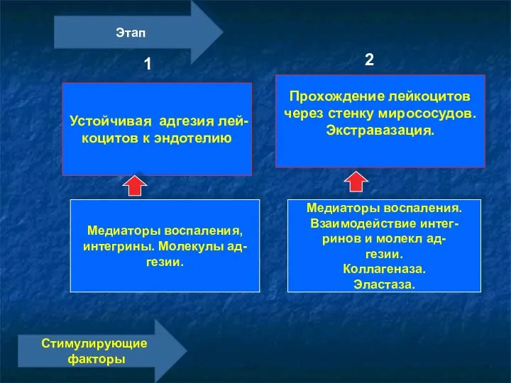 Прохождение лейкоцитов через стенку мирососудов. Экстравазация. Медиаторы воспаления. Взаимодействие интег- ринов