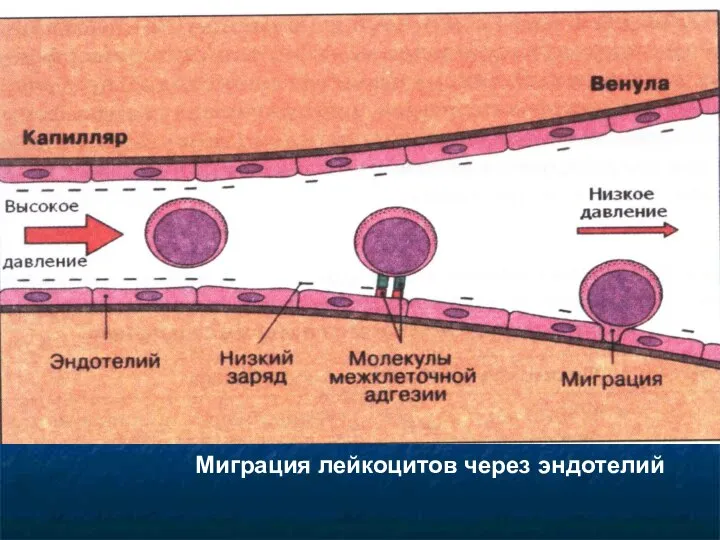 Миграция лейкоцитов через эндотелий