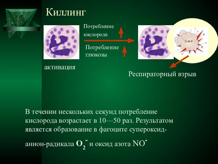 Киллинг активация Респираторный взрыв Потребление кислорода Потребление глюкозы В течении нескольких