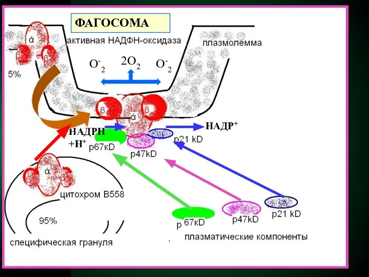 2О2 О-2 О-2 НАДРН+Н+ НАДР+ ФАГОСОМА