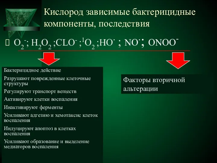 Кислород зависимые бактерицидные компоненты, последствия О2-; Н2О2 ;CLO- ;1О2 ;НО. ;