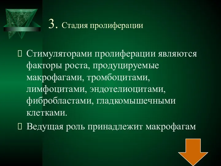 3. Стадия пролиферации Стимуляторами пролиферации являются факторы роста, продуцируемые макрофагами, тромбоцитами,