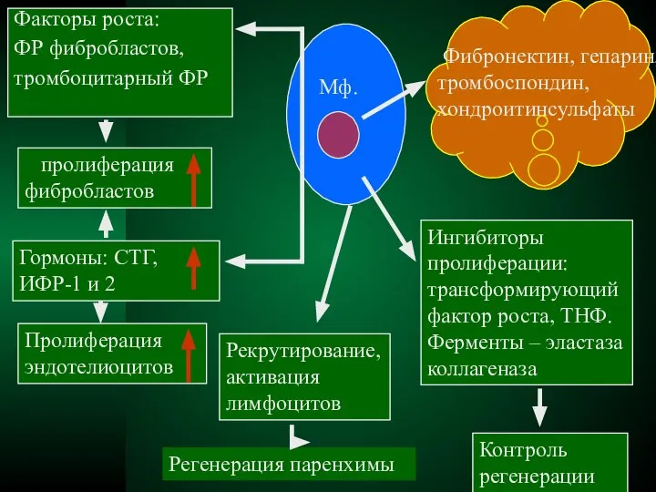 Мф. Факторы роста: ФР фибробластов, тромбоцитарный ФР пролиферация фибробластов Гормоны: СТГ,