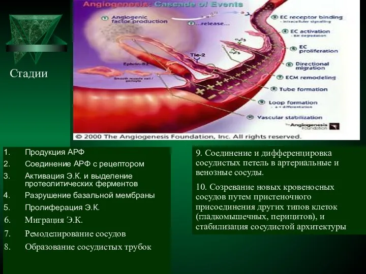 Продукция АРФ Соединение АРФ с рецептором Активация Э.К. и выделение протеолитических