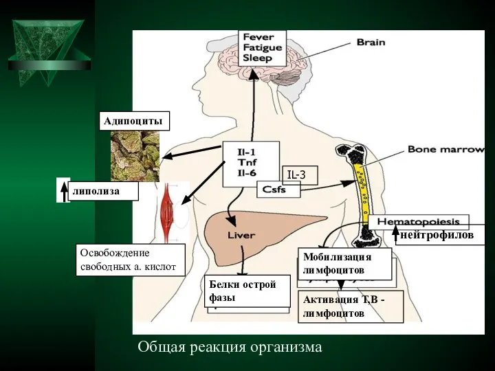 нейтрофилов Активация Т,В - лимфоцитов Освобождение свободных а. кислот Белки острой