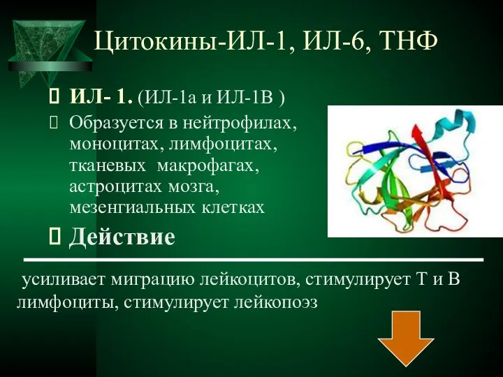 Цитокины-ИЛ-1, ИЛ-6, ТНФ ИЛ- 1. (ИЛ-1а и ИЛ-1В ) Образуется в